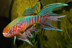 Fundulopanchax sjoestedti